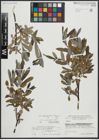 Foto von Salix appendiculata Vill. x Salix eleagnos Scop.